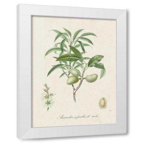 Antique Almond Botanical II White Modern Wood Framed Art Print by de Langlois