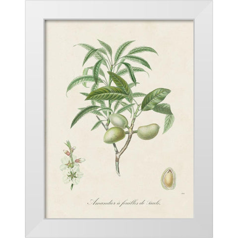 Antique Almond Botanical II White Modern Wood Framed Art Print by de Langlois