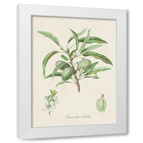 Antique Almond Botanical III White Modern Wood Framed Art Print by de Langlois