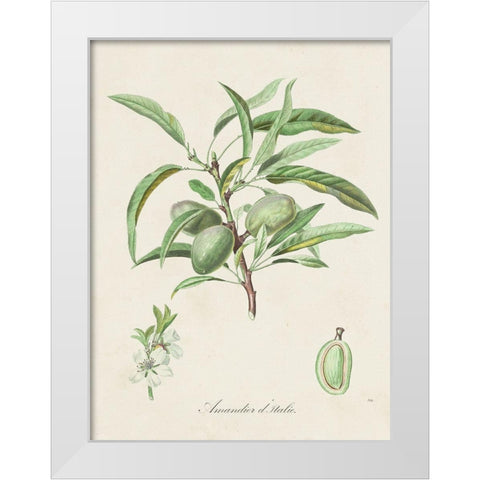 Antique Almond Botanical III White Modern Wood Framed Art Print by de Langlois