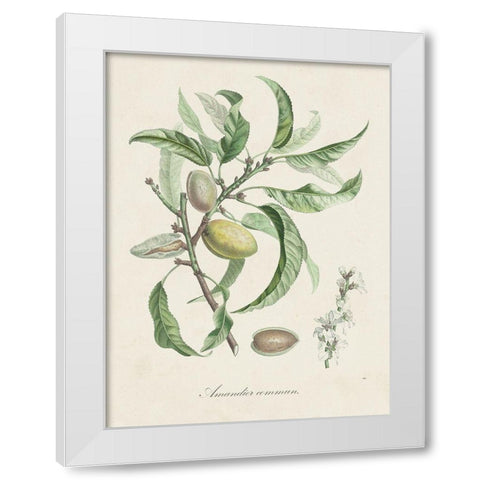 Antique Almond Botanical IV White Modern Wood Framed Art Print by de Langlois