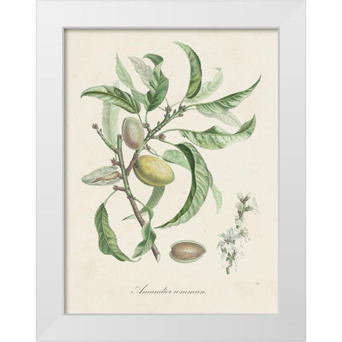 Antique Almond Botanical IV White Modern Wood Framed Art Print by de Langlois