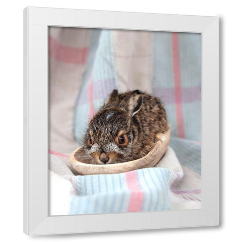 Baby Rabbit II White Modern Wood Framed Art Print by Soderman, Tania