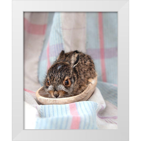 Baby Rabbit II White Modern Wood Framed Art Print by Soderman, Tania