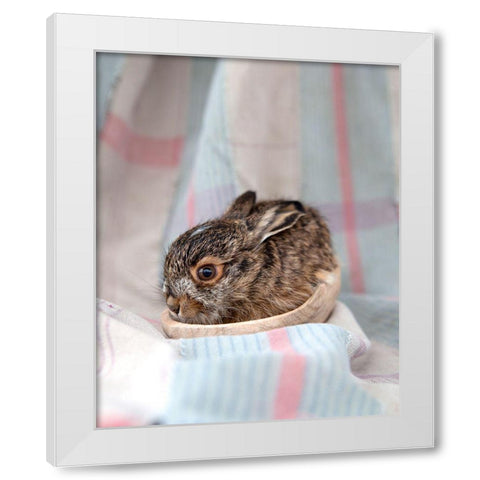 Baby Rabbit III White Modern Wood Framed Art Print by Soderman, Tania