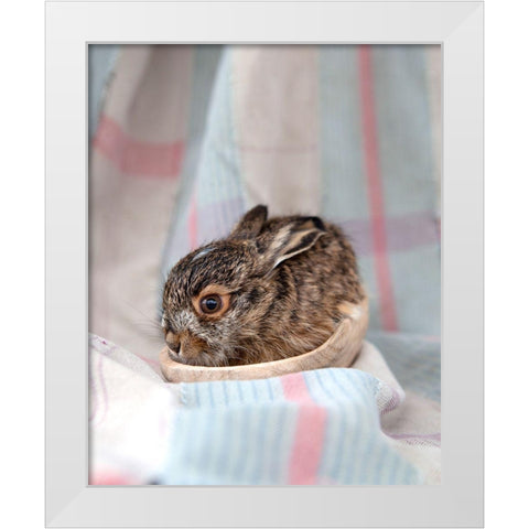 Baby Rabbit III White Modern Wood Framed Art Print by Soderman, Tania