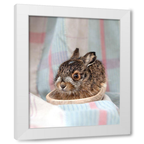 Baby Rabbit IV White Modern Wood Framed Art Print by Soderman, Tania