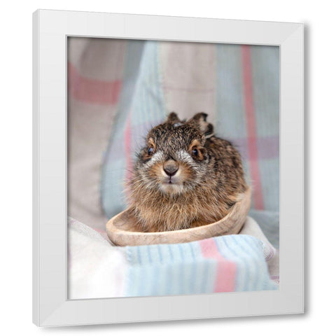 Baby Rabbit V White Modern Wood Framed Art Print by Soderman, Tania