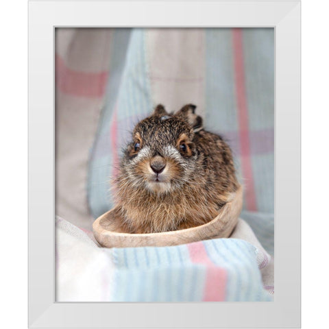 Baby Rabbit V White Modern Wood Framed Art Print by Soderman, Tania