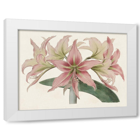 Amaryllis Varietals I White Modern Wood Framed Art Print by Ridgeway