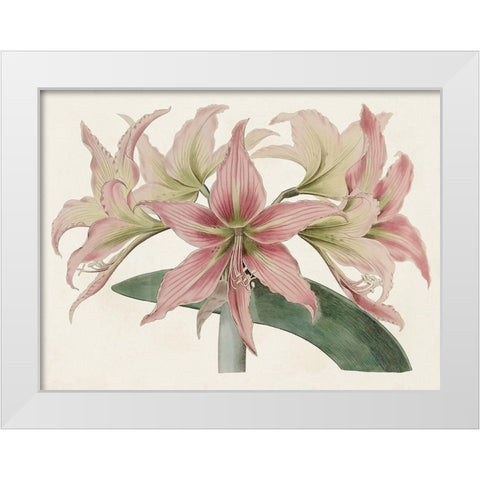 Amaryllis Varietals I White Modern Wood Framed Art Print by Ridgeway