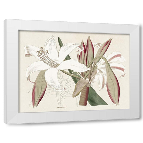 Amaryllis Varietals II White Modern Wood Framed Art Print by Ridgeway