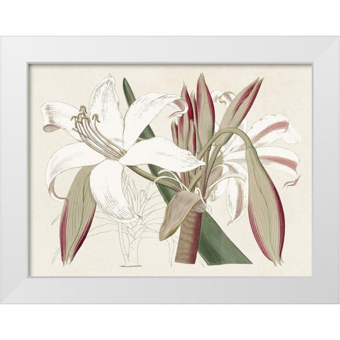 Amaryllis Varietals II White Modern Wood Framed Art Print by Ridgeway