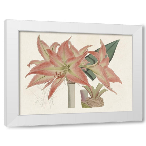 Amaryllis Varietals III White Modern Wood Framed Art Print by Ridgeway