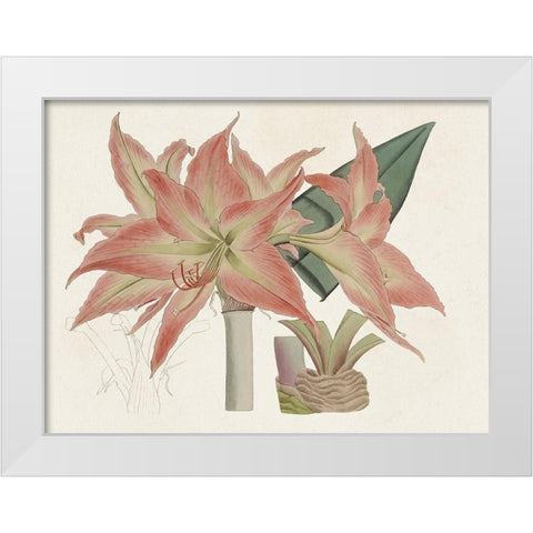 Amaryllis Varietals III White Modern Wood Framed Art Print by Ridgeway