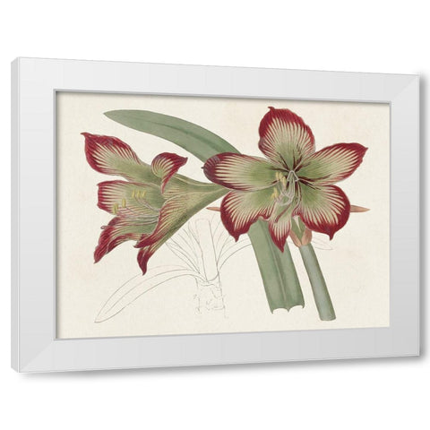 Amaryllis Varietals IV White Modern Wood Framed Art Print by Ridgeway