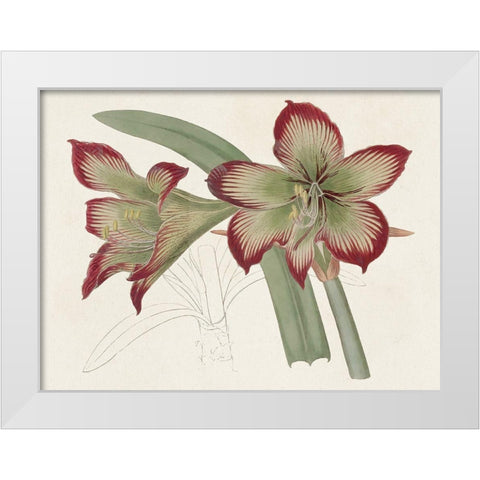 Amaryllis Varietals IV White Modern Wood Framed Art Print by Ridgeway