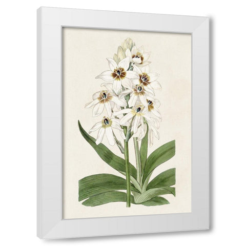 Flore Albo I White Modern Wood Framed Art Print by Ridgeway