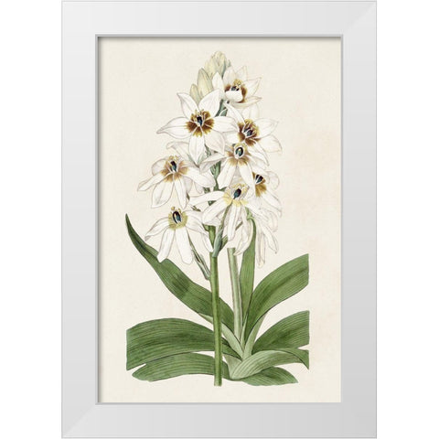 Flore Albo I White Modern Wood Framed Art Print by Ridgeway