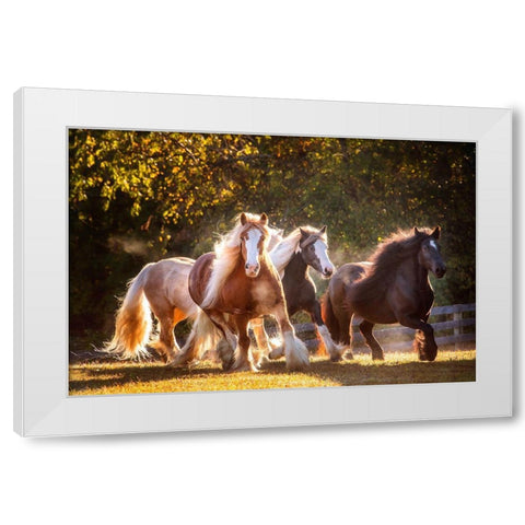 Sunlit Horses III White Modern Wood Framed Art Print by PHBurchett