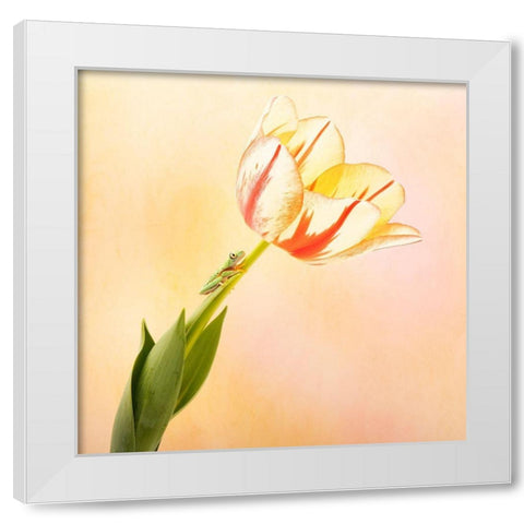 Hanging On III White Modern Wood Framed Art Print by PHBurchett