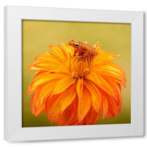 Hanging On IV White Modern Wood Framed Art Print by PHBurchett