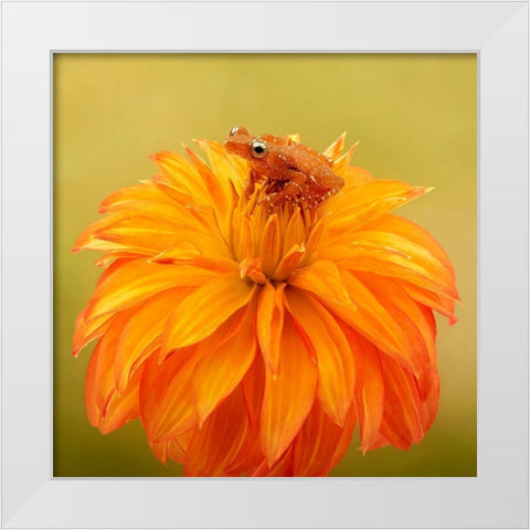 Hanging On IV White Modern Wood Framed Art Print by PHBurchett