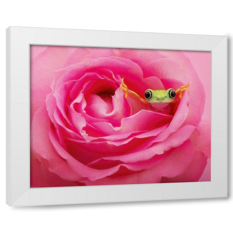 Hanging On VIII White Modern Wood Framed Art Print by PHBurchett