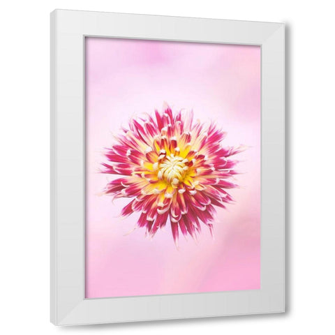 Exotic Flower Burst I White Modern Wood Framed Art Print by PHBurchett