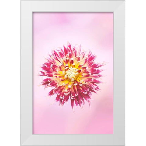 Exotic Flower Burst I White Modern Wood Framed Art Print by PHBurchett