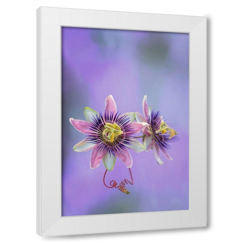 Exotic Flower Burst II White Modern Wood Framed Art Print by PHBurchett