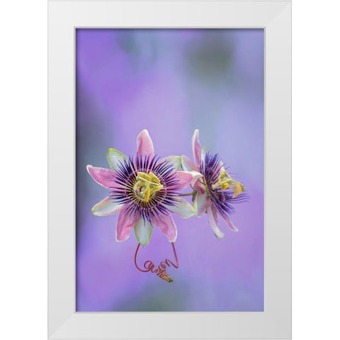 Exotic Flower Burst II White Modern Wood Framed Art Print by PHBurchett