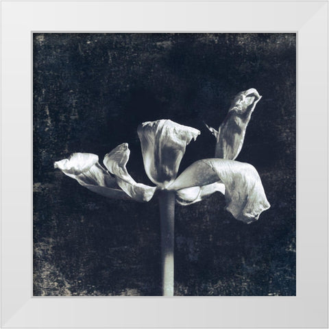 Aurora Blooms II White Modern Wood Framed Art Print by Aryai, Sia