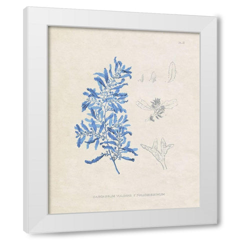 Blue Marine Algae VI White Modern Wood Framed Art Print by Vision Studio