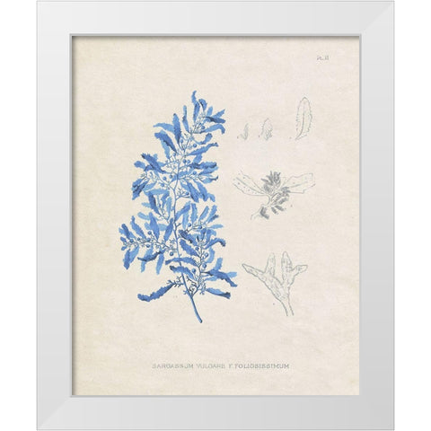 Blue Marine Algae VI White Modern Wood Framed Art Print by Vision Studio