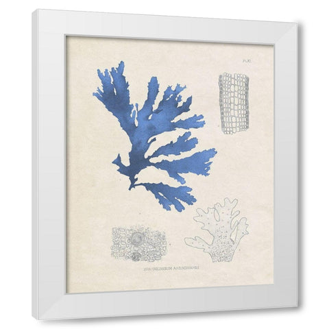 Blue Marine Algae VIII White Modern Wood Framed Art Print by Vision Studio