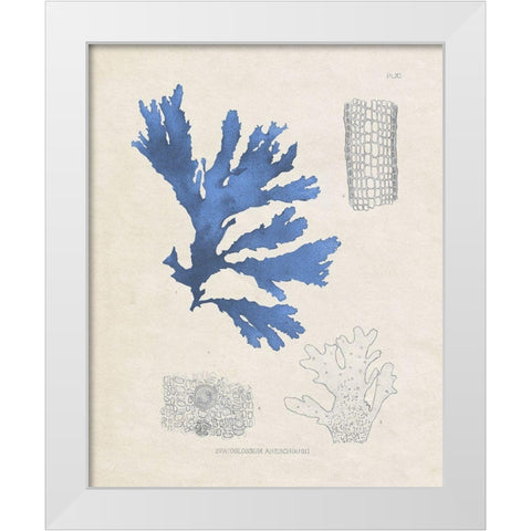 Blue Marine Algae VIII White Modern Wood Framed Art Print by Vision Studio