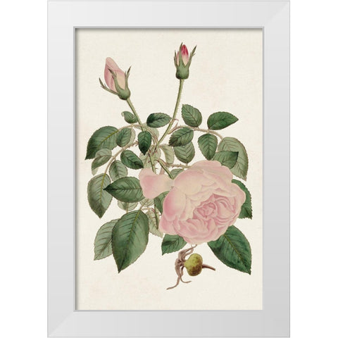 Pink Floral Mix II White Modern Wood Framed Art Print by Ridgeway