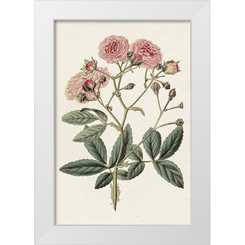 Pink Floral Mix V White Modern Wood Framed Art Print by Ridgeway