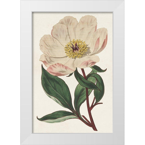 Pink Floral Mix VII White Modern Wood Framed Art Print by Ridgeway