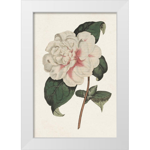 Pink Floral Mix VIII White Modern Wood Framed Art Print by Ridgeway