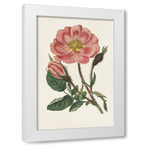 Pink Floral Mix IX White Modern Wood Framed Art Print by Ridgeway