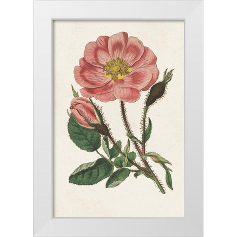 Pink Floral Mix IX White Modern Wood Framed Art Print by Ridgeway