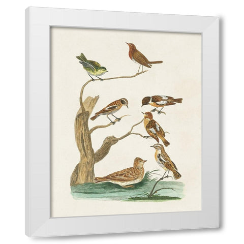 Antique Birds in Nature III White Modern Wood Framed Art Print by Vision Studio