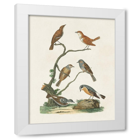 Antique Birds in Nature IV White Modern Wood Framed Art Print by Vision Studio