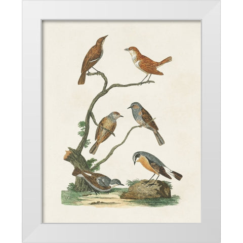 Antique Birds in Nature IV White Modern Wood Framed Art Print by Vision Studio