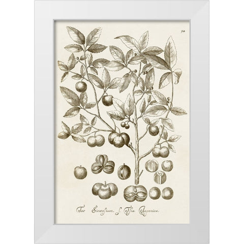 Sepia Botanical Journal II White Modern Wood Framed Art Print by Vision Studio