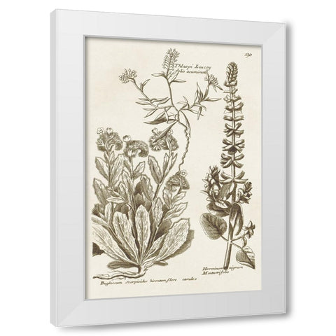 Sepia Botanical Journal IV White Modern Wood Framed Art Print by Vision Studio