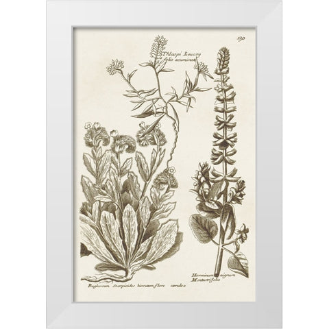Sepia Botanical Journal IV White Modern Wood Framed Art Print by Vision Studio