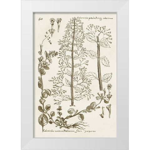 Sepia Botanical Journal V White Modern Wood Framed Art Print by Vision Studio